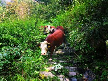 Cow standing on grass