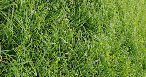 Full frame shot of fresh green field