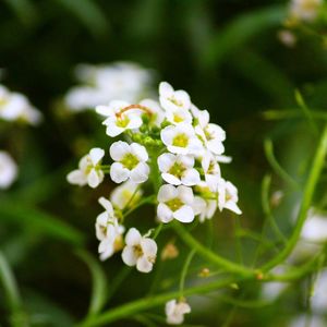 Close-up of white flowers