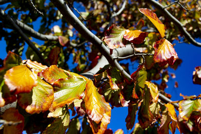 Low angle view of flowering plant against trees