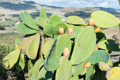 Close-up of plant growing in water