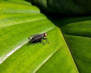 Close-up of fly on leaf