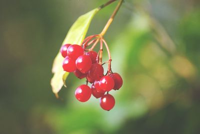 Close-up of red berries growing on tree