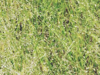 Full frame shot of green leaves on field