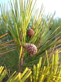 Close-up of pine cone on field