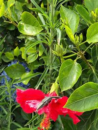 Close-up of red flowering plant