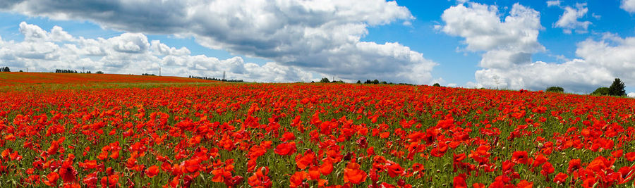 Scenic view of flowering field against sky
