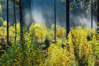 Plants growing on land in forest