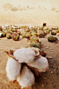 Close-up of pebbles