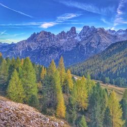 Scenic view of pine trees by mountains against sky