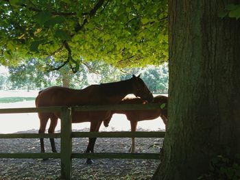 Side view of horse on tree trunk