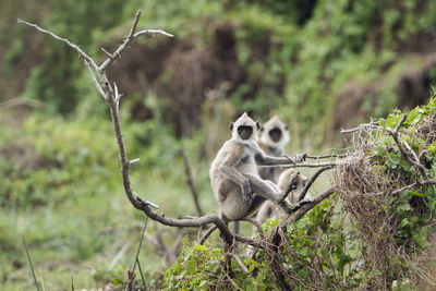 Monkey sitting on a tree