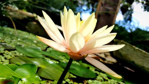 Close-up of water lily