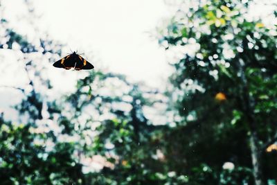 Close-up of insect on tree
