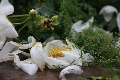 Close-up of white flowering plant leaves