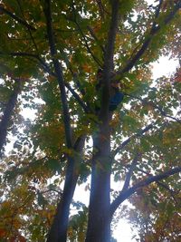 Low angle view of trees in forest