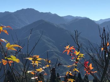 Plants and mountains against sky during autumn