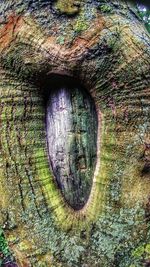 Full frame shot of tree trunk