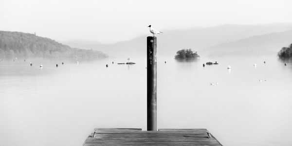 View of seagulls on wooden post in lake