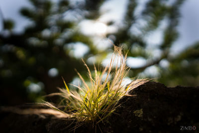 Close-up of plant