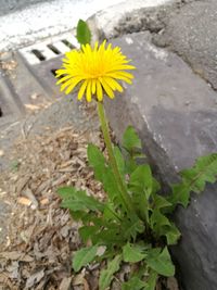 Close-up of yellow flower blooming outdoors