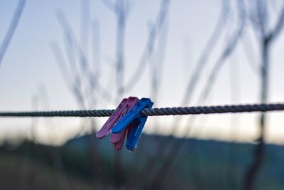 Close-up of clothespins hanging on rope