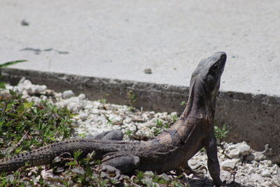 Close-up of lizard on rock