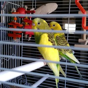 Close-up of parrot in cage