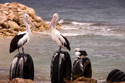 Birds perching on rock in sea