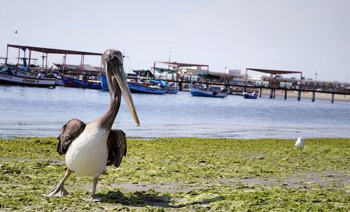 View of birds on beach