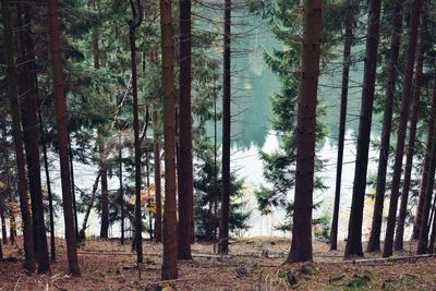 Pine trees in forest