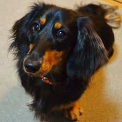 Close-up of a dog