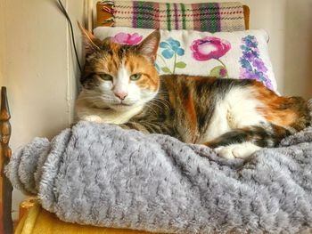 Portrait of cat relaxing on bed at home