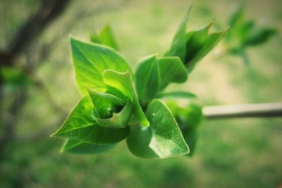 Close-up of plant