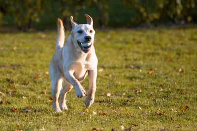 Portrait of dog running on field