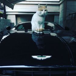 Close-up of cat in car