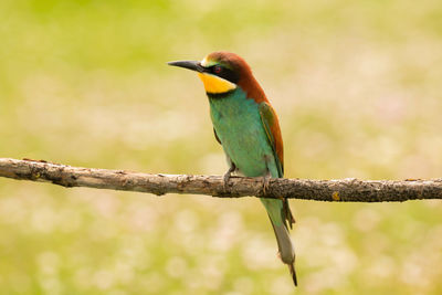 Close-up of bird perching on branch