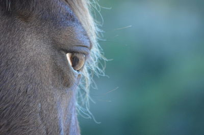 Extreme close up of horse