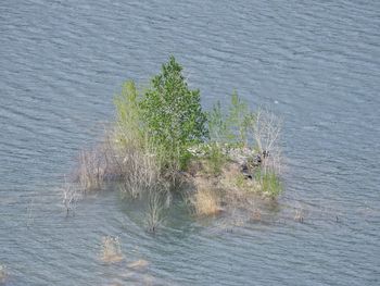 High angle view of lizard on plant in sea