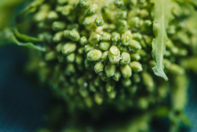 Full frame shot of green plant