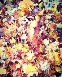 Close-up of maple leaves fallen on tree