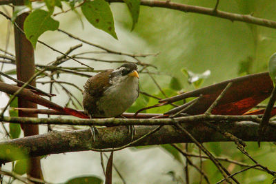 Close-up of bird perching on branch