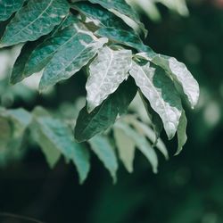 Close-up of wet plant leaves during rainy season