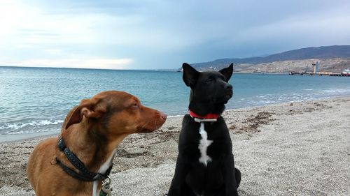 Dog on beach against sky