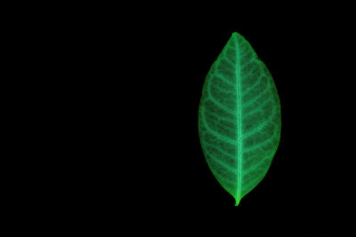 Close-up of leaf against black background