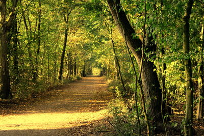 Footpath amidst trees in forest