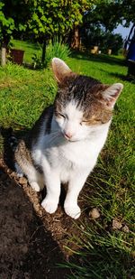 High angle view of cat on field