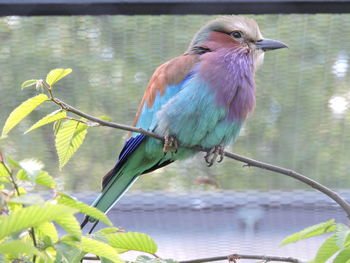 Close-up of bird perching on branch