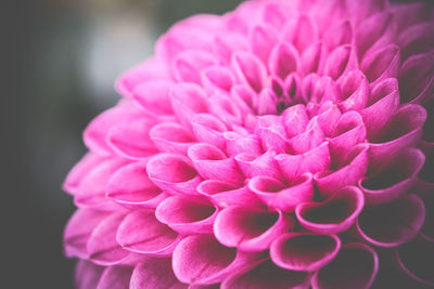 Close-up of pink dahlia blooming outdoors