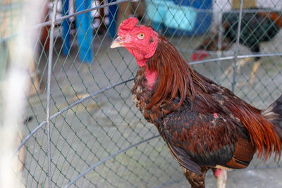 Close-up of rooster in cage